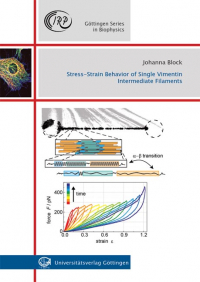 Stress-Strain Behavior of Single Vimentin Intermediate Filament