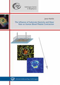 The Influence of Substrate Elasticity and Shear Rate on Human Blood Platelet Contraction