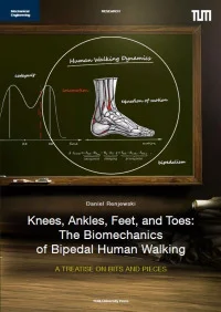 Knees, Ankles, Feet, and Toes: The Biomechanics of Bipedal Human Walking